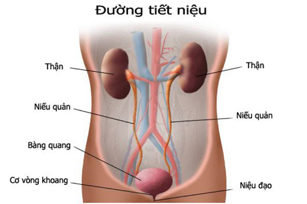 Điều trị viêm đường tiết niệu khi mang thai có an toàn không?