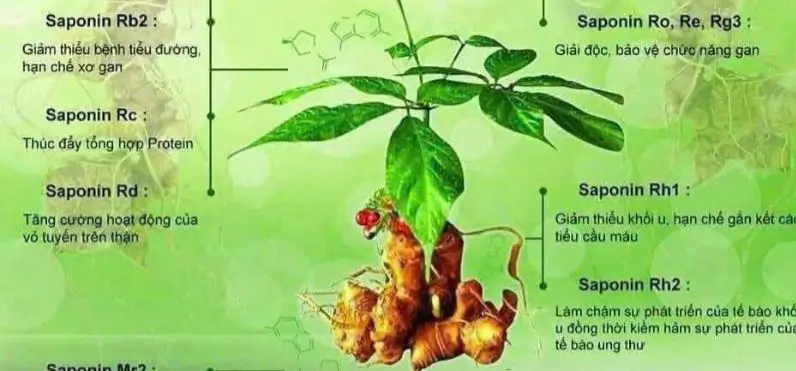 Sâm Ngọc Linh tươi Quảng Nam