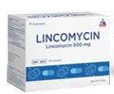 LincomycinLin giúp điều trị nhiễm khuẩn