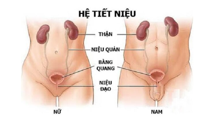 Cefixim – Kháng sinh điều trị viêm tiết niệu an toàn cho mẹ bầu